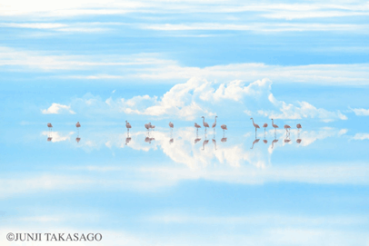 受賞作品「Heavenly Flamingos」